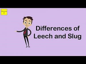 Differences of Leech and Slug