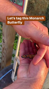 7.6K views · 279 reactions | Tagging a Monarch Butterfly  | Saving Monarchs | Facebook