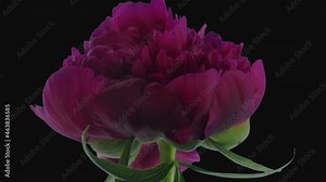 Time-lapse of opening purple peony (Paeonia) flower 1e3 in RGB + ALPHA matte format isolated on black background