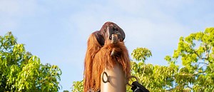 Bornean orangutan | Critically endangered | Mammal | Auckland Zoo
