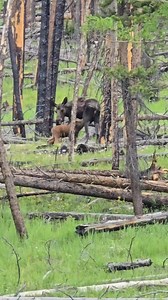 Mama moose with her nursing calf this morning. Such a cool sight. | Moose Land