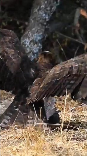 aerial predator eagle hunting monitor lizards #wildlife #animals