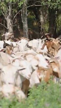 Goat Stampede