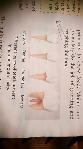 Different types of teeth