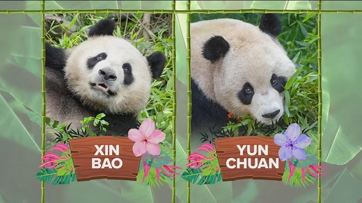 How to see the new giant pandas at the San Diego Zoo
