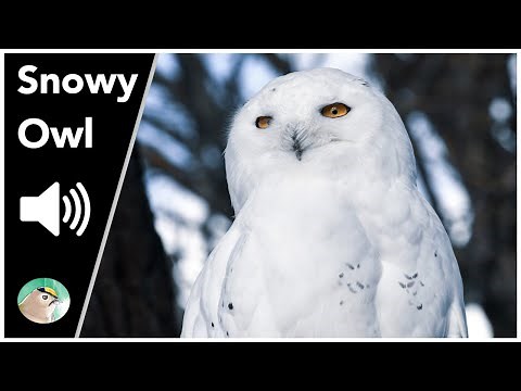 Snowy Owl - Sounds