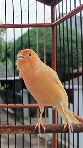 CANARY sound #birds #canary