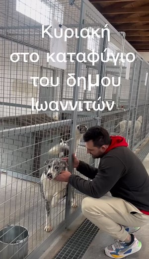 Καταφυγιο αδεσποτων δημου Ιωαννιτων❤️🐶#savestraydog #petrospalashas #dimosioanniton #ioanninacity