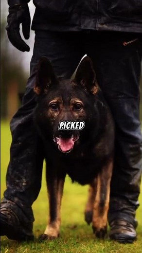 Don't Get a German Shepherd Puppy Until You Watch This