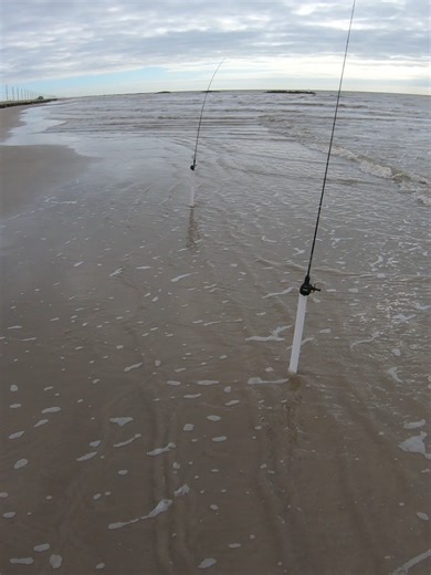 Big Bite! Bait and tackle available surffishingco.com #beach #surf #fishing #fishtaffy #surffishing #beachfishing