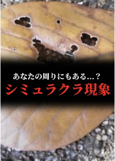 シミラクラ現象と都市伝説の不思議