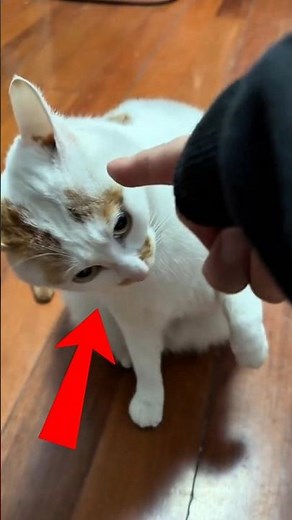 Why Cats Get Mad When You Point at Them 🤔😾 #pets #funnycats #cutecat