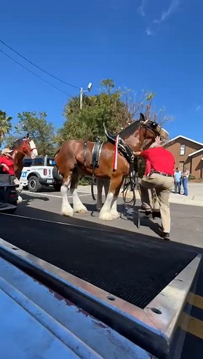 11K views · 1K reactions | Behind the Scenes! ​ Getting the Budweiser Clydesdales ready to show.​ Daytona, FL | Budweiser Clydesdales | Facebook