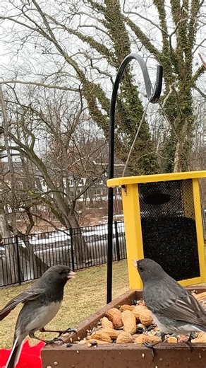 Listen to Dark-Eyes Junco Call
