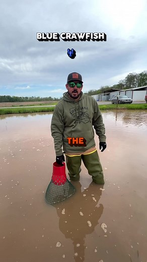 Send us proof for your hoodie 🦞📦😎 It will be found in our 30lb Select Party Pack!Crawfish can come in a variety of colors, including blue. The blue coloration in crawfish is due to a genetic mutation that causes an increase in the production of a blue pigment called astaxanthin.Astaxanthin is a carotenoid pigment that is found in many organisms, including algae, crustaceans, and fish. It is responsible for the reddish-orange color of salmon and trout flesh. In blue crawfish, the astaxanthin i