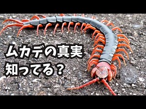 日本のムカデの知られざる真実！驚きの生態と意外な天敵
