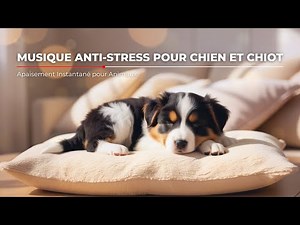 Musique Anti-Stress pour Chien et Chiot - Apaisement Instantané pour Animaux