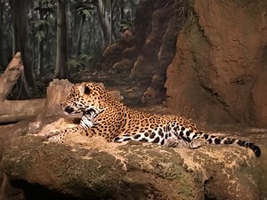 Cheap Apartments for Rent in 53005, Brookfield, WI from $300