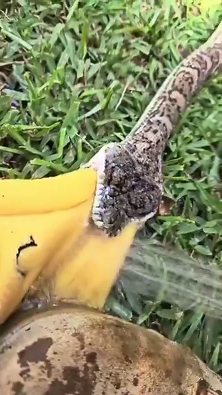 Python bite plastic thinking it was a person 🐍😱..