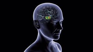 Animation Human Brain Structures Midbrain Highlighted Stock Footage Video (100% Royalty-free) 3810252195 | Shutterstock