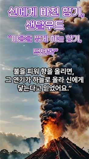 “신에게 바친 향기, 샌달우드,마음을 맑게 하는 향기, 백단목”｜선영언니의 아로마힐링샵
