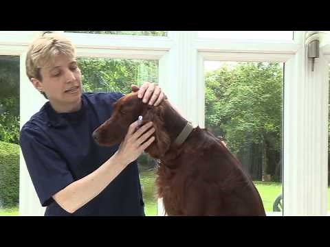 How to give your dog liquid medication