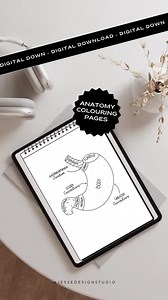 Digestive System Colouring Workbook: Medical Anatomy Study (digital Download) - Etsy Canada