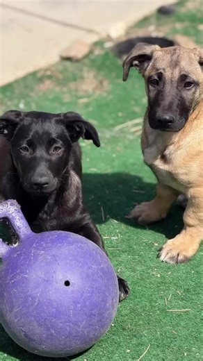 Marley’s Mutts on TikTok