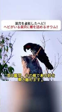 巣穴を占拠したヘビ！ ​ヘビがいる巣穴に枝を詰めるオウム！ #ヤシオウム #オウム #野生動物 #動物の生態 #鳥の繁殖