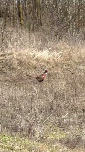 Common pheasant #pheasant pheasant