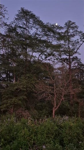 Sound of Peahen sitting on the tall tree #nature #travel #asmr #sunset #peahen