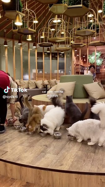 Discover Tokyo's Sweetest Cat Cafe Experience