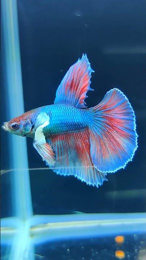 Рыбки петушки #Betta #bettafish #bettasplendens #рыбкапетушок #бойцовскаярыбка