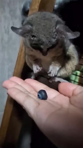 Discover the Fascinating World of Galagos