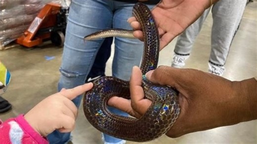 Hundreds of reptiles, animals coming to Chesapeake for Exoticon