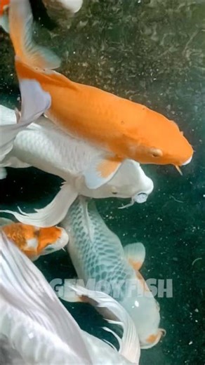 The Great Koi Hunt is ON! 🏹🐟