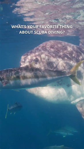 What’s that one thing that keeps you coming back to scuba diving? 🤿🌊 | PADI