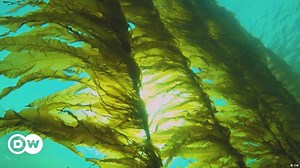 Seaweed coming to your plate