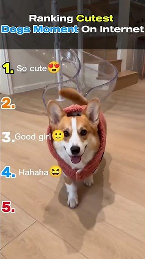Ranking Cutest Dogs Moments On Internet