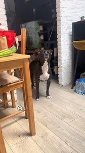 1.8M views · 98K reactions | Let's show the world that bullybreeds are one of the most lovely breeds! #dogs #foryou #dogs #doglife #bullybreed #pitbull #puppylife #fyp #reels | Joriver Samtos | Facebook