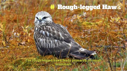 18 MAGNIFICENT TYPES OF HAWKS AND WHERE TO FIND THEM