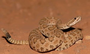Midget Faded Rattlesnake