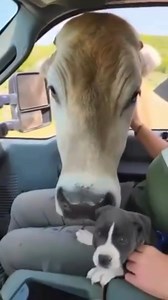 Ever seen a cow meet a puppy? 🥺 Cows like Greg are deeply social and curious, just like the dogs we share our homes with. 💚 | Farm Sanctuary