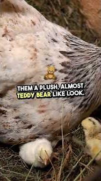 Buff Silkie Chickens: Everything You Need to Know! 🐓✨