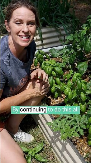 Prune Basil for Longer Harvest