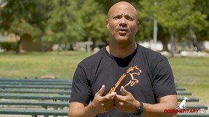 Dobermans are fantastic protectors and companions | Dogumentary TV