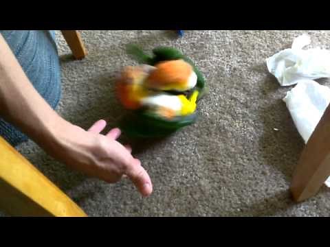 Mango Kiwi Caique: Funny Play