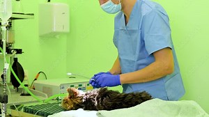 Veterinarian surgeon preparing dog with anesthesia for surgery, preparing intubation and mechanical ventilation breathing circuit set. High quality 4k footage
