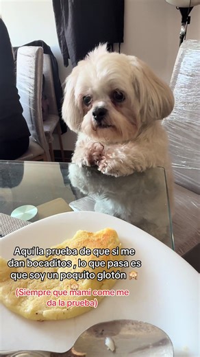 Perros Shih Tzu: Glotonería en Acción