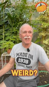 Mystery Plant Neighbor Doug answers your questions! Where did your love for mystery plants come from?? @loon_sul Who’s got the larger garden? @ir1shcross Shoot me and email and I’ll get you some seeds! See the full sit down in my Linktree above! #mpt3k #garden #flowers #plants #nature #gardenlife #flower #gardendesign #growyourown #gardener #gardeninspiration #growyourownfood #gardens #plant #organic #mygarden #homegrown #gardenlove #plantsmakepeoplehappy #stardewvalley #mysteryplanttheater3000 